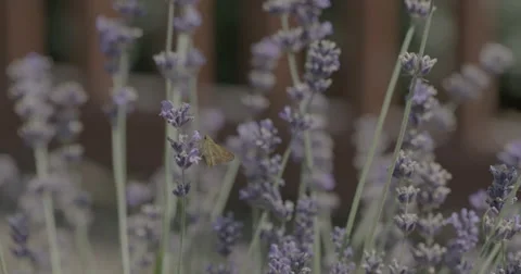 Butterfly Lavender Video stock 53346334