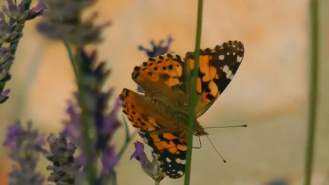 Butterfly on lavender Stock Footage 87373543
