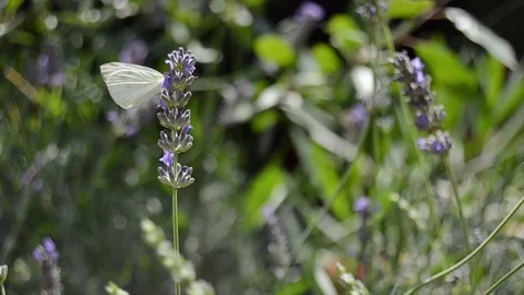 Butterfly on lavender 動画素材 92952656