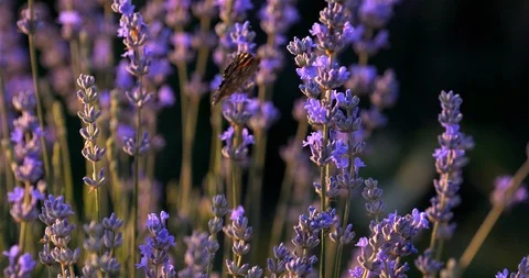Butterfly in Lavender Stock Footage 111072575