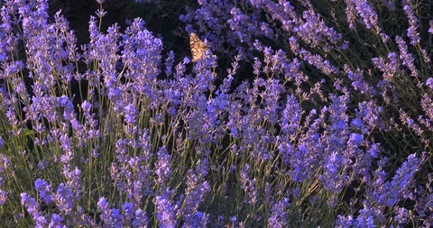 Butterfly in Lavender Stock Footage 111072578
