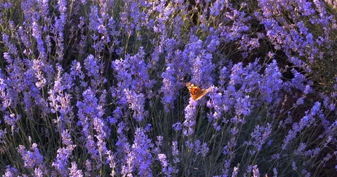 Butterfly in Lavender Stock Footage 111072581