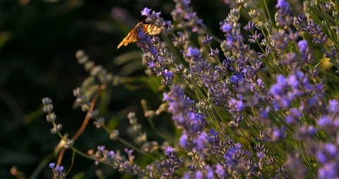 Butterfly in Lavender Stock-Footage 111072586