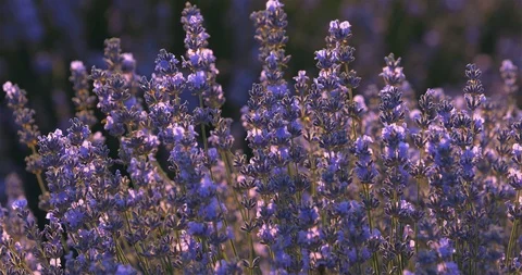 Butterfly in Lavender Stock Footage 111072605
