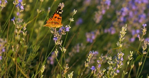 Butterfly in Lavender Stock Footage 111072608