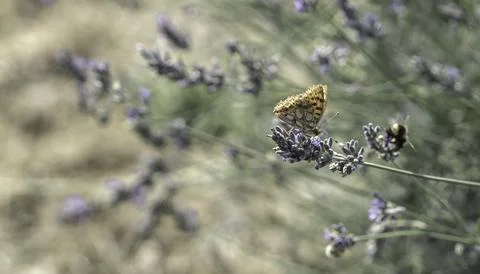 Butterfly on lavender Stock Photos