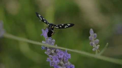 Butterfly Lavender SlowMotion Stock Footage 121478523