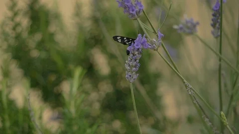 Butterfly Lavender SlowMotion Stock Footage 121479512