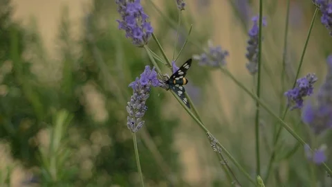 Butterfly Lavender SlowMotion Stock Footage 121479555