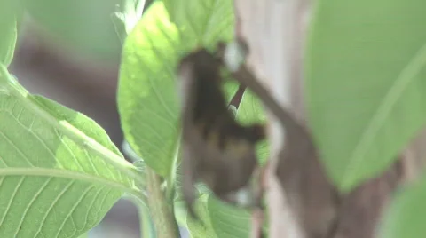 Butterfly Laying Eggs 2 스톡 동영상 77703