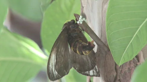 Butterfly Laying Eggs 8 Stock Footage 77705