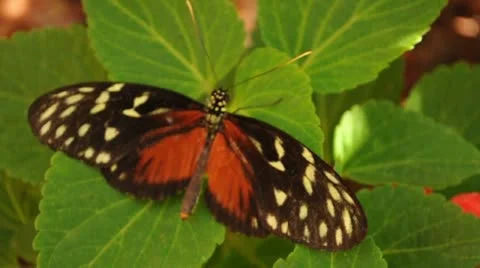 Butterfly on Leaf 023140 Stock Footage 8909371