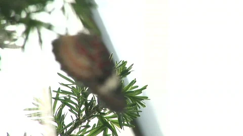 Butterfly on a leaf 2 Stock Footage 361830