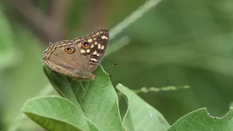 Butterfly on leaf, 4k Stock Footage 81011138
