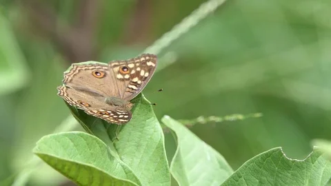 Butterfly on leaf, 4k Stock Footage 81011577