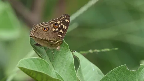 Butterfly on leaf, 4k Stock Footage 81012921