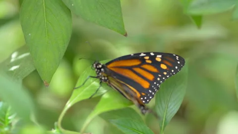 Butterfly on the leaf in 4k slow motion 60fps Stock Footage 143654230