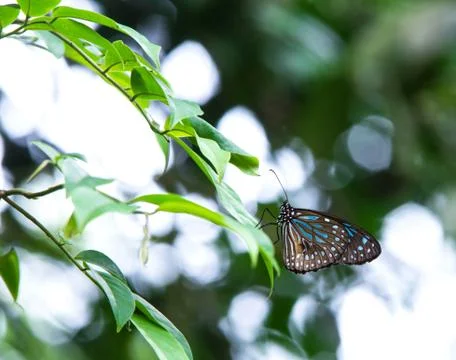 A butterfly on leaf with bokeh background Stock Photos