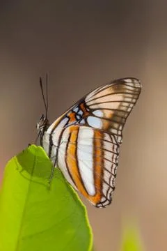 Butterfly on leaf with brown background Stock Photos