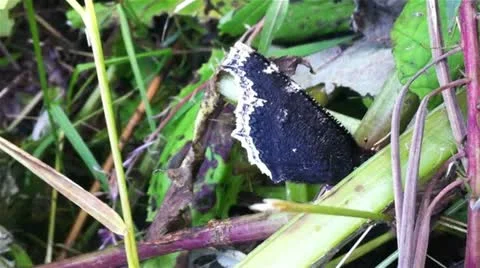 Butterfly on leaf, close up Stock-Footage 11887156