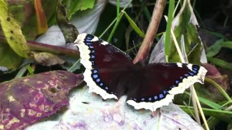 Butterfly on leaf, close up Stock Footage 11890754