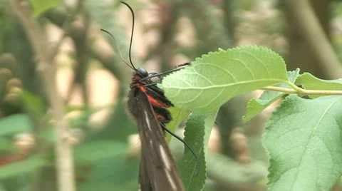 Butterfly on leaf Stock Footage 10866248