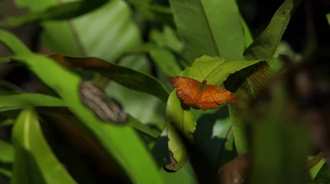 Butterfly on leaf Video stock 35470154
