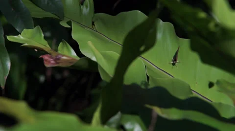 Butterfly on leaf Video stock 35477972