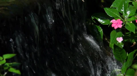 Butterfly on Leaf Stock Footage 35478298