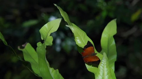 Butterfly on leaf Video stock 35478390