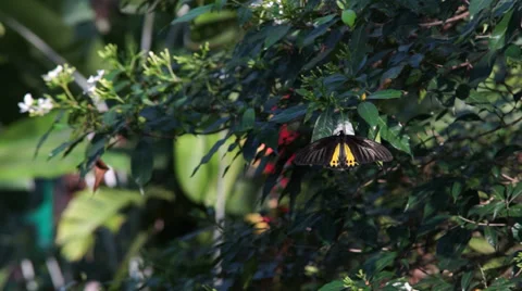Butterfly on leaf Video stock 35478586