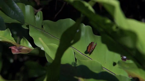 Butterfly on leaf Video stock 35478642