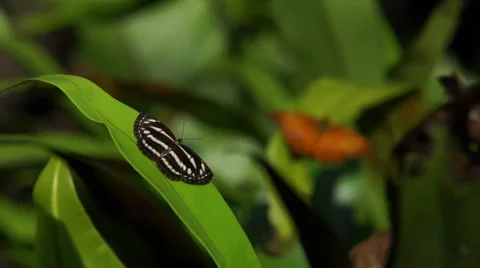 Butterfly on leaf Video stock 35478862
