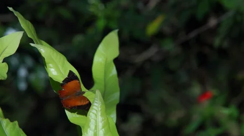 Butterfly on leaf Video stock 35478869