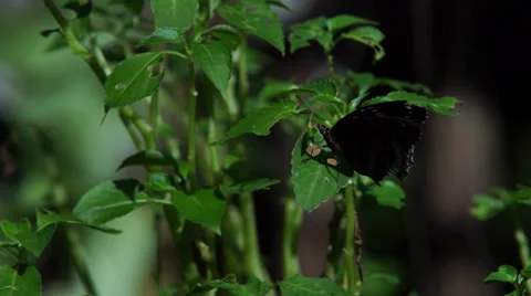 Butterfly on leaf Video stock 35479078