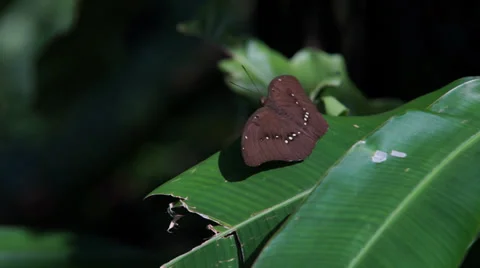 Butterfly on leaf Video stock 35479098