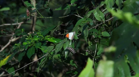 Butterfly on Leaf Video stock 35479384