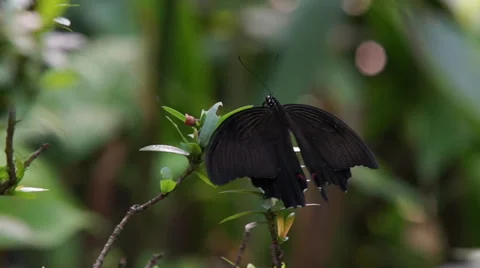 Butterfly on Leaf Video stock 35479387
