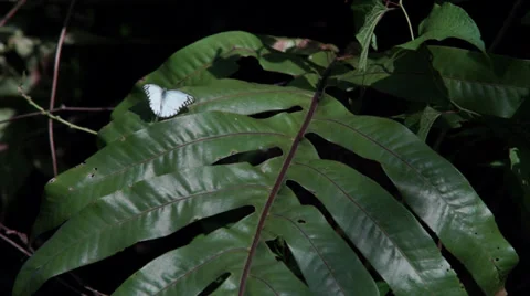Butterfly on Leaf Video stock 35479407