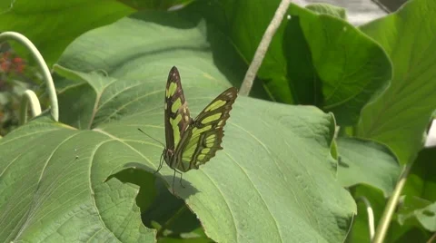 Butterfly on leaf Vídeos de archivo 45619268