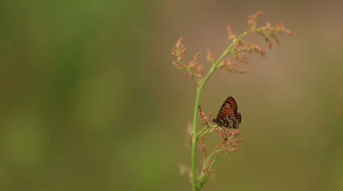 Butterfly on a leaf Stock Footage 51554811