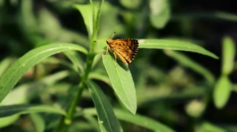 Butterfly on a leaf Stock Footage 54649867