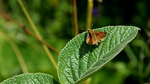 Butterfly on a leaf Stock Footage 72123421