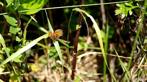 Butterfly on a leaf Stock Footage 72123855