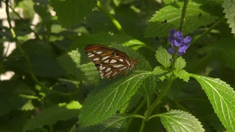 Butterfly on Leaf Stock Footage 74926691