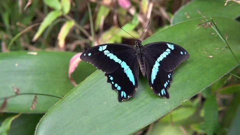 Butterfly on the leaf Stock Footage 89060481