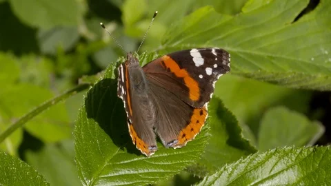 Butterfly on a leaf Stock Footage 91375912