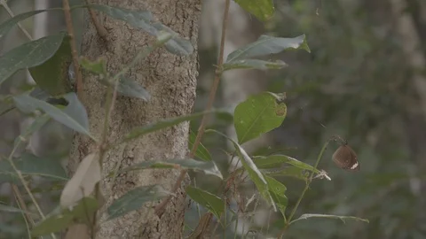 Butterfly on leaf Vídeos de archivo 112231389