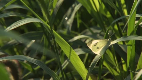 Butterfly on leaf Stock Footage 123742688