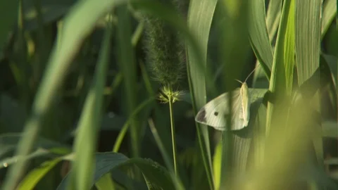 Butterfly on leaf Stock Footage 123742768